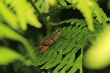 rufous grasshopper insect macro photo	