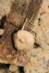 natural russula cyanoxantha mushroom photo	