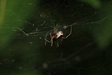 natural parasteatoda tepidariorum spider macro	