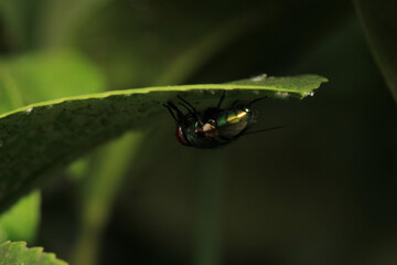 macro photo of housefly facing back	