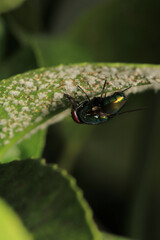 macro photo of housefly facing back	