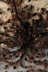Black carpenter ant macro photo	