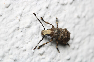 natural anthribidae insect macro photo