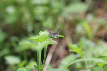 natural celastrina argiolus butterfly macro photo