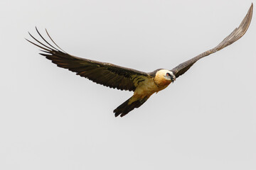 Adult bearded vulture (Gypaetus barbatus), also known as lammergeier and ossifrage, flying on a rainy day in the Spanish Pyrenees.