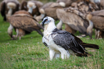 White-bearded Vulture, 6 years old (Gypaetus barbatus), also known as the lammergeier and ossifrage, surrounded by griffon vultures, endangered species.