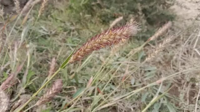 cenchrus ciliaris plant Head.foxtail buffalo grass Head pattern