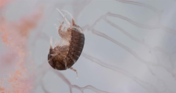 Amphipoda Crustacea Hyperia galba, family Hyperiidae. They parasitize on jellyfish Aurelia aurita, feeding on its tissues, tentacles. White sea