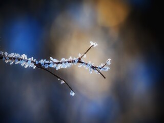 Frost winter plants, winter season, frost on plants, natural background