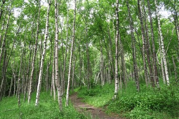 White birch trees at Turnagain Arm Trail, Seward Hwy, Anchorage, Alaska