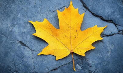 Vibrant yellow autumn maple leaf on dark stone.