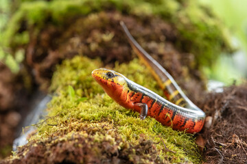 Diploglossus monotropis. This species is found in the humid Atlantic lowlands of southern Nicaragua, Costa Rica, and western Panama. IUCN Red List. Costa Rican rainbow stripe galliwasp