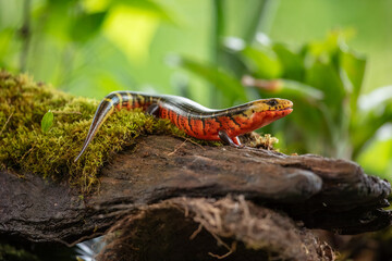 Diploglossus monotropis. This species is found in the humid Atlantic lowlands of southern Nicaragua, Costa Rica, and western Panama. IUCN Red List. Costa Rican rainbow stripe galliwasp