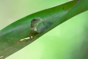 Neotropical green anole (Anolis biporcatus), also known as the giant green anole, is a species of...
