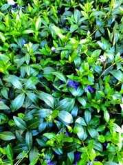 Vinca flowering. Outdoor plant. Beautiful outdoor plant.