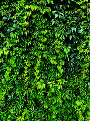 Green background with ivy leaves. Natural background. Living green wall.