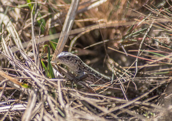A lizard sits in dry grass.