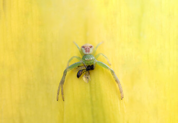 spider on a green leaf