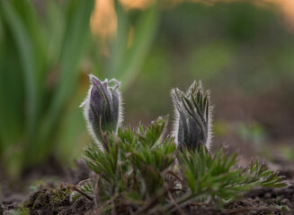 An image of a Pulsatilla patens  that is just opening its buds.