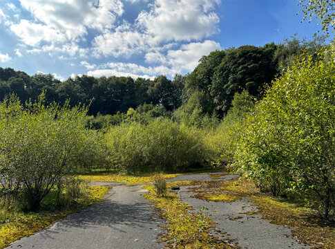 A disused road meanders through lush green bushes and trees under a sky filled with clouds. Sunlight highlights the vibrant vegetation, creating a serene and lonely atmosphere near, Barnoldswick, UK