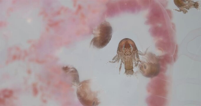Amphipoda Crustacea Hyperia galba, family Hyperiidae. They parasitize on jellyfish Aurelia aurita, feeding on its tissues, tentacles. White sea