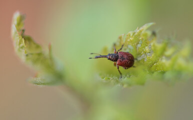 macro shot of bug in nature
