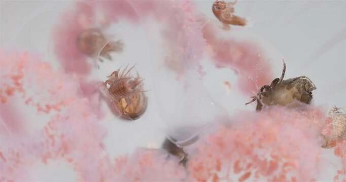 Amphipoda Crustacea Hyperia galba, family Hyperiidae. They parasitize on jellyfish Aurelia aurita, feeding on its tissues, tentacles. White sea