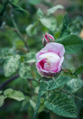 beautiful pink rose flower in the garden