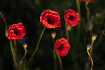 Field poppies are red in color. They are found in fields and above roads.