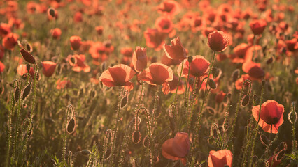 Obraz premium Field poppies are red in color. They are found in fields and above roads.