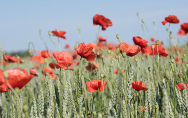 Obraz premium Field poppies are red in color. They are found in fields and above roads.