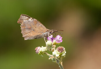 flowers and butterfly in natural life