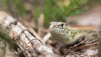 a lizard in the woods