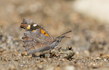 flowers and butterfly in natural life