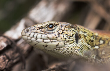 a lizard in the woods