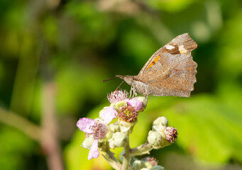 flowers and butterfly in natural life