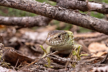 a lizard in the woods
