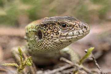 a lizard in the woods