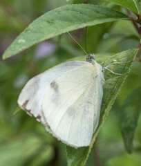 white butterfly on the leaf