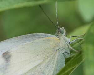 white butterfly on the leaf