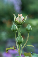 green rose in the garden