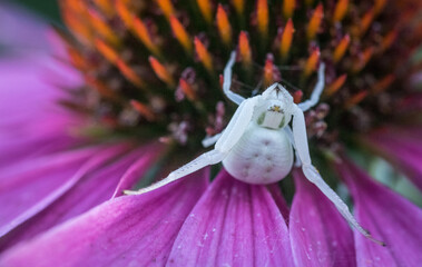 A white spider sits on a pink echinacea.