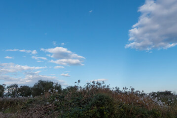 Obraz premium 秋晴れの午後のビオトープを散歩 ススキ野原が広がる風景 滋賀県草津市