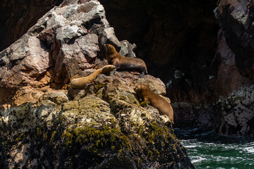 Sea lions resting on the rocks of the Ballestas Islands. Nature reserve and travel destination in Peru.