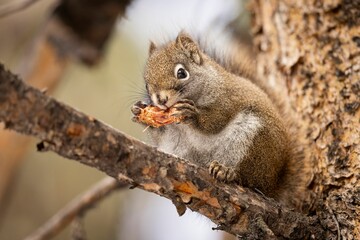 Obraz premium Squirrel Eating on a Tree Branch