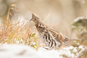 Ruffed grouse in snowy landscape