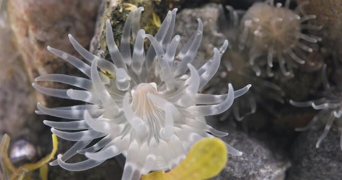 Cnidaria Aulactinia stella close-up, order Actiniaria. Tentacles and mouthparts are visible. White Sea