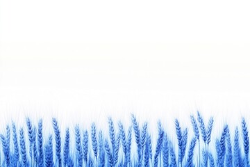 A field of blue wheat against a bright white sky, ideal for use in rural or agricultural themed projects