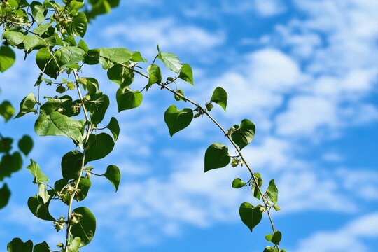 A branch of a tree with lush green leaves set against a bright blue sky