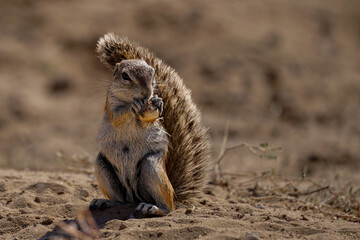 Ground squirrel nibbling on a bulb, Kgalagadi, South Africa